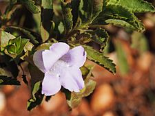 Eremophila canaliculata (leaves and flowers)