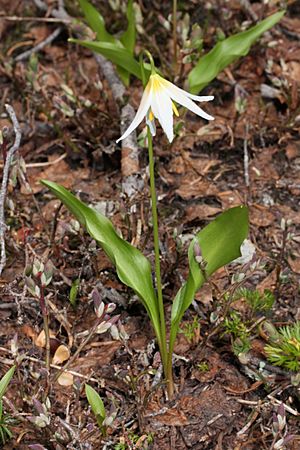 Erythronium montanum 5926.JPG