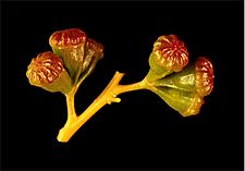 Eucalyptus griffithsii buds