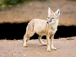 Fox---Vulpes-corsac---(Gentry)