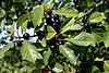 Frangula-alnus-fruits.JPG