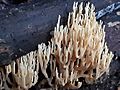 GT Ramaria cf stricta