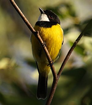 Golden Whistler male kobble08