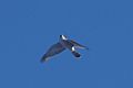 Goshawk in flight