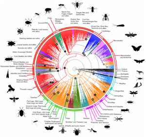 Hexapoda phylogenetic tree