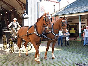 Horses, Town stables, Beamish Museum, 28 September 2011 (2)