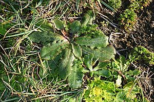 Hypochaeris.radicata.Alan