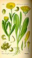 Illustration Calendula officinalis0