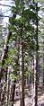 Incense Cedar in Lassen VNP