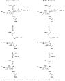 JBSlysozymemechanism copy2