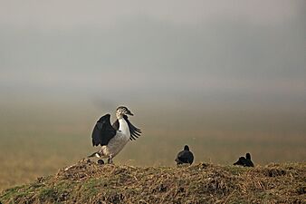 Knob-billed Duck, Bharatpur