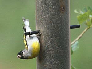 Lawrence Goldfinch.jpg