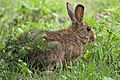 Lepus americanus 5459 cropped