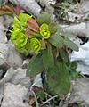 Light green flowers