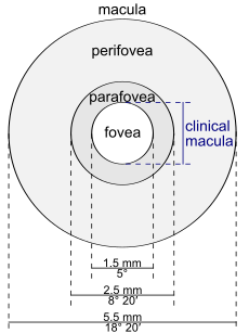 Macula lutea