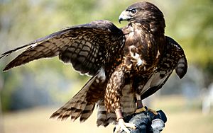 Male - black phase - short tail hawk