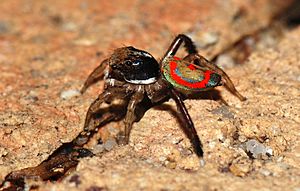 Maratus pavonis