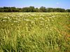 Markham prairie 1.JPG