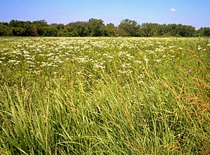 Markham prairie 1.JPG