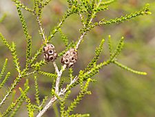 Melaleuca uxorum 01