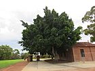 Moreton Bay Fig Tree, Wireless Hill, April 2021.jpg