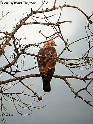 Mountain Hawk-eagle Spizaetus nipalensis (Hodgson, 1836) (16169922527)