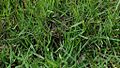 Nest Dome PaddyfieldPipit Sideview