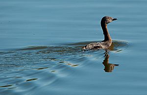 New Zealand dabchick.jpg