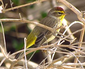 Palm Warbler, Indiatlatlantic.jpg