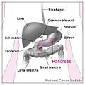 Pancreas and nearby organs