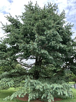 Pinus strobiformis at the New York Botanical Garden.jpg