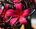 Plumeria rubra or red frangipani in Jamshedpur, India