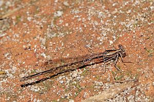 Proplatycnemis alatipes female