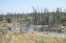 Prospect Island (5393108235)