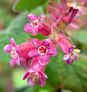 Ribes malvaceum var veridifolium 2.jpg