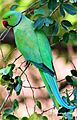 Rose Ringed Parrot