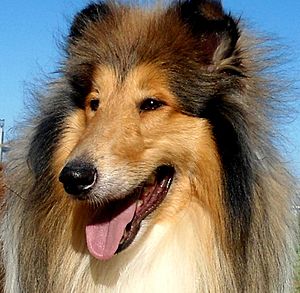 Rough Collie head