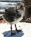 Sooty Tern chick