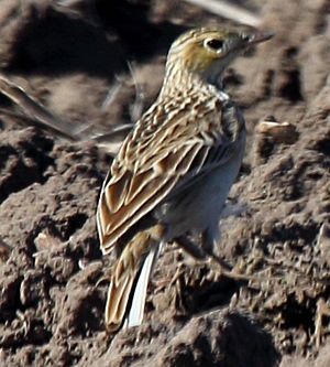 Spragues Pipit (Anthus spragueii)