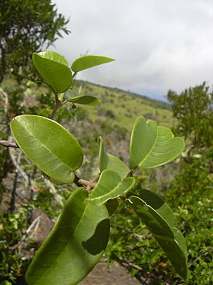 Starr 040731-0054 Melicope adscendens.jpg