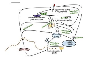 Sulfur cycle - English