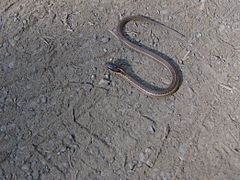 Thamnophis ordinoides