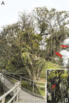 Thraupis cyanoptera nesting sites