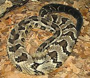 Timber Rattlesnake Image 004.jpg