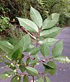 Ulmus serotina