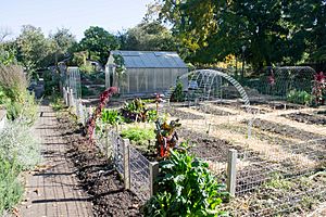 Urban Farm