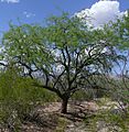 Velvet mesquite