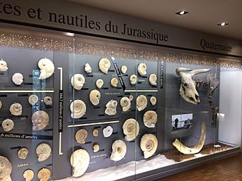 Vitrine de la géologie régionale