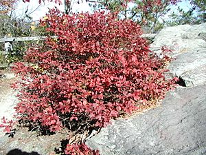 Wild Blueberry in autumn foliage