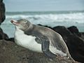 Yellow-eyed Penguin, Catlins, New Zealand